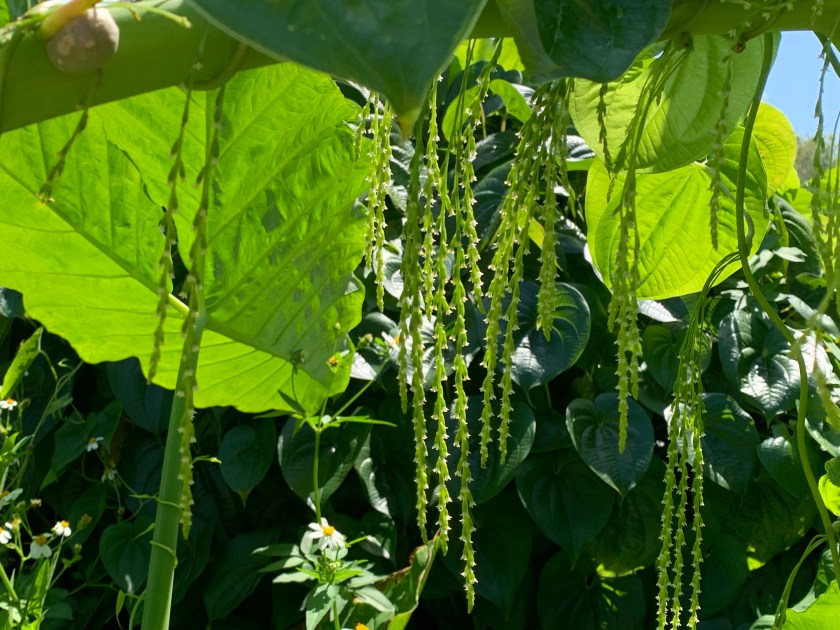 Hanging flowers on air potato vines