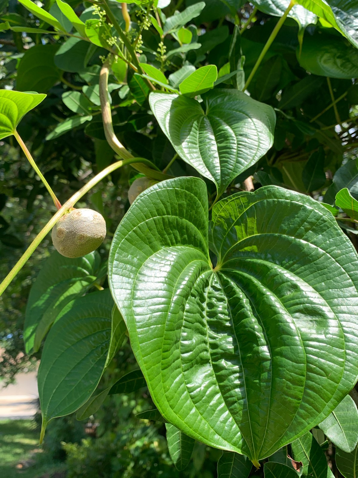 Air Potato Plants Are Good For&nbsp;Nothing