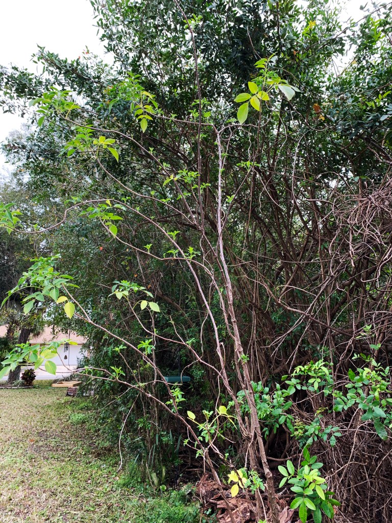 Elderberry white flowering tree