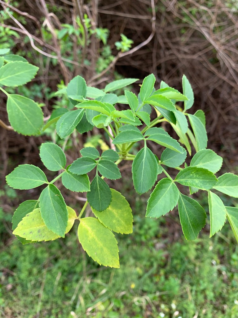 Florida Elderberry