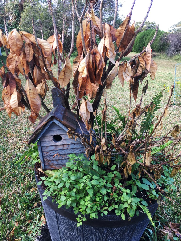 dead croton from winter freeze