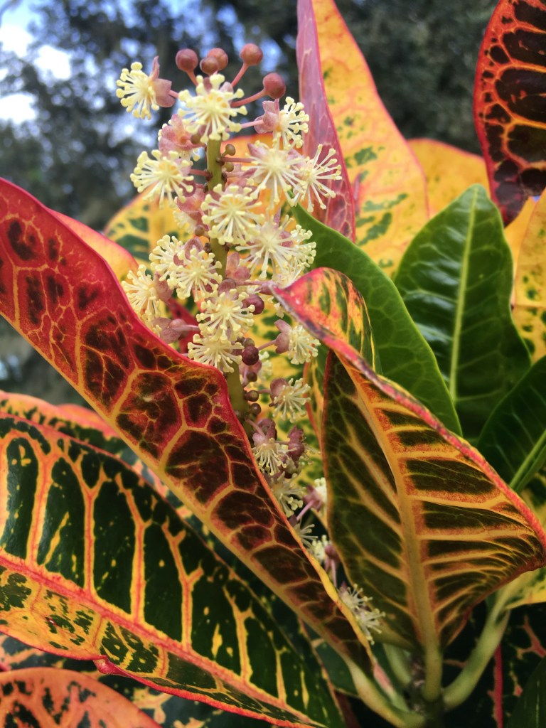 Flowering croton plant