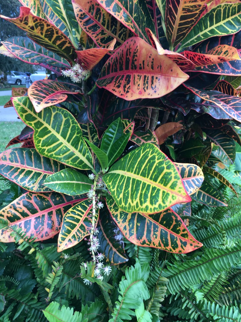 Colorful croton plant with flowers