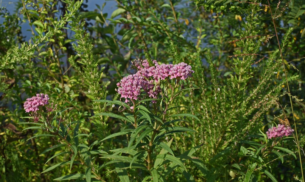 pink milkweed plants to save monarch butterflies
