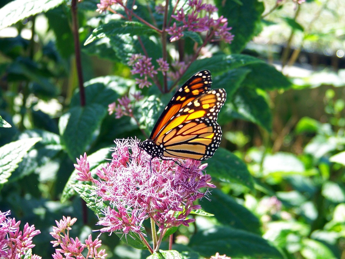 Plant Florida Native Milkweed to Save Monarch&nbsp;Butterflies