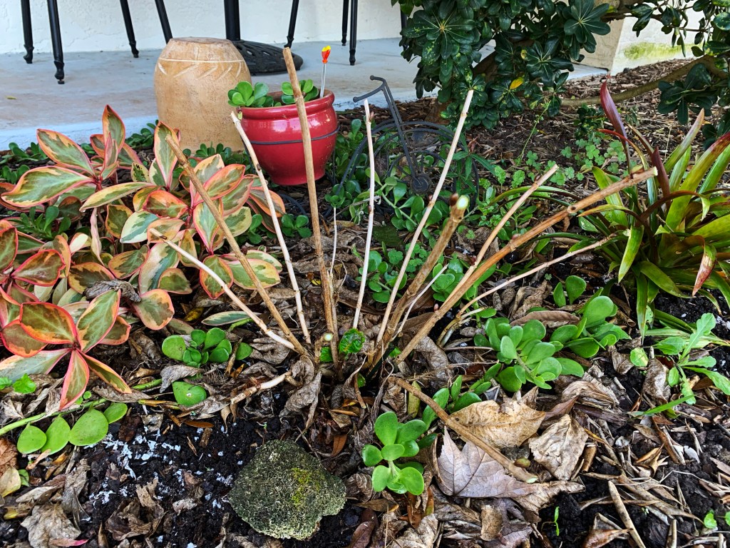 hydrangea February garden Florida stems
