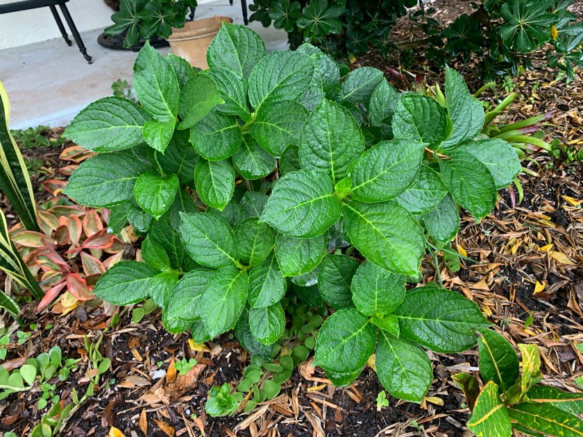 Florida hydrangea garden perennial Spring