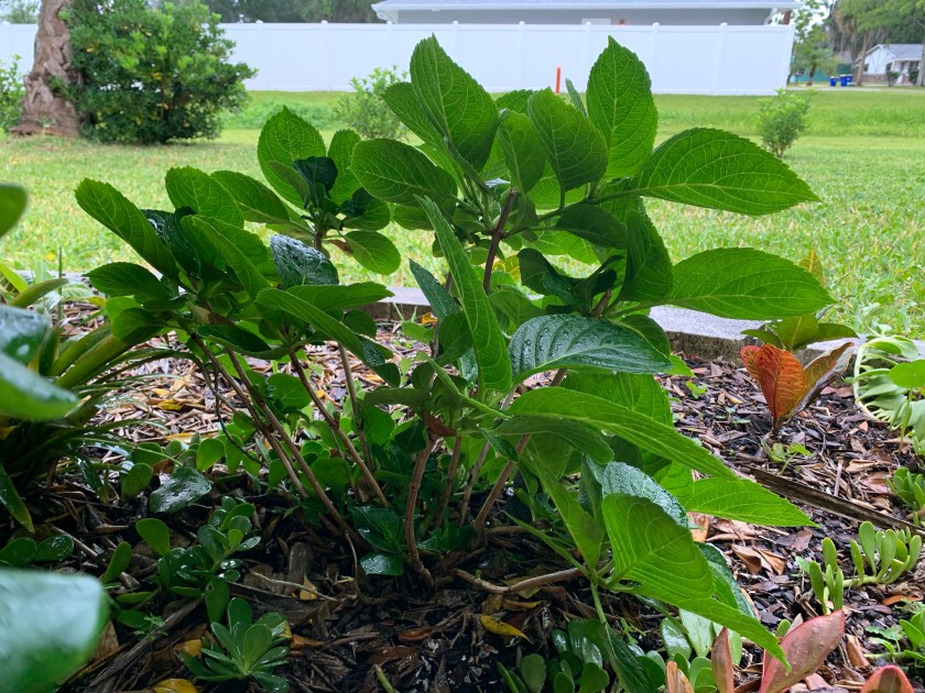 Florida hydrangea garden perennial Spring