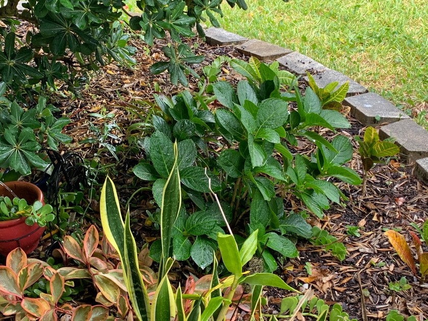 Florida hydrangea garden perennial Spring