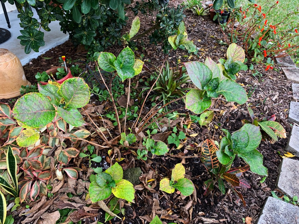 Hydrangea winter Florida January