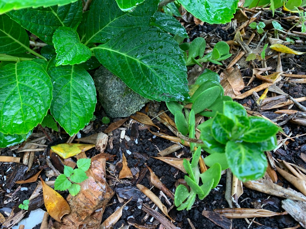Florida hydrangea garden perennial Spring