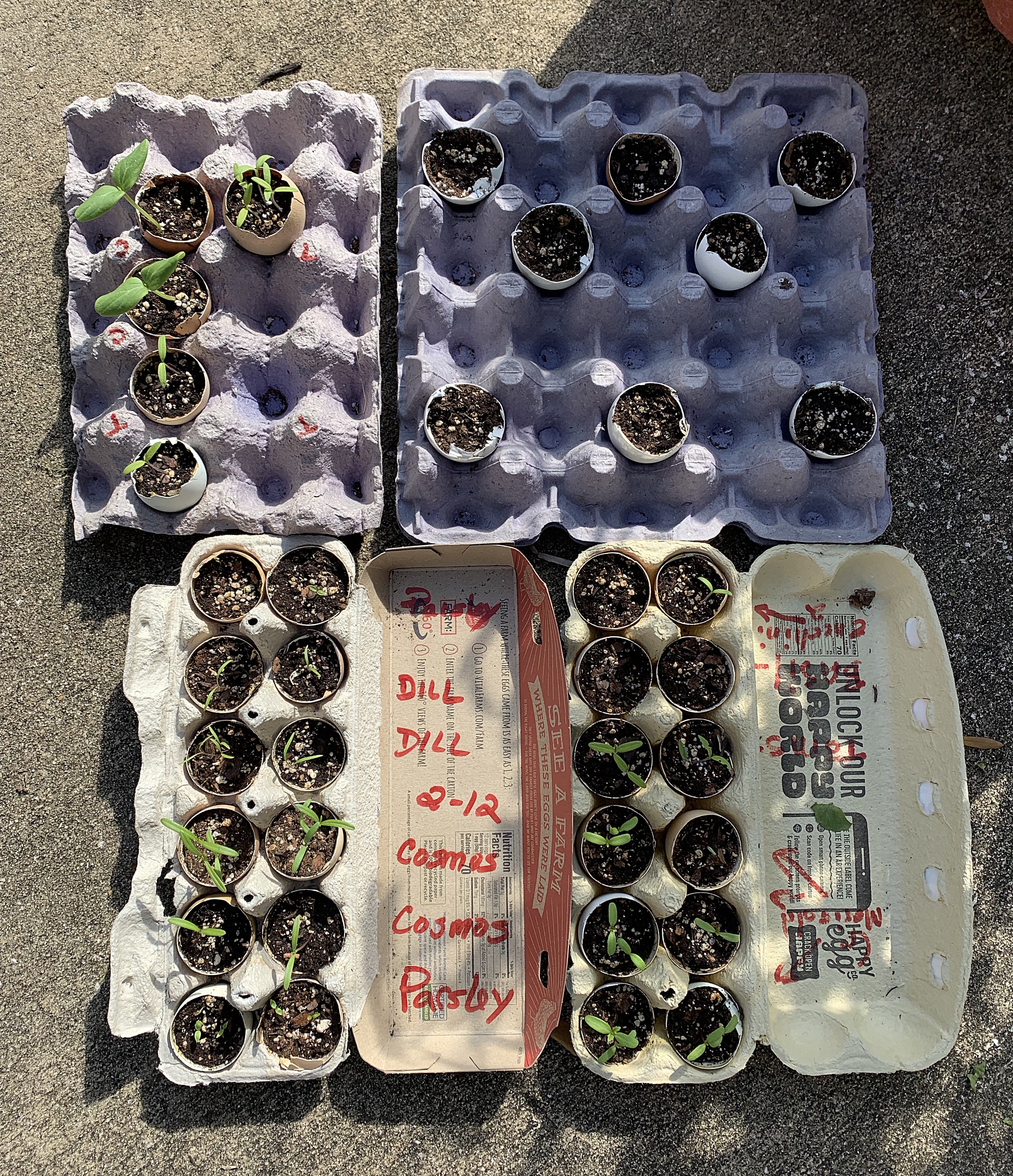 Eggshell gardening with starter seeds
