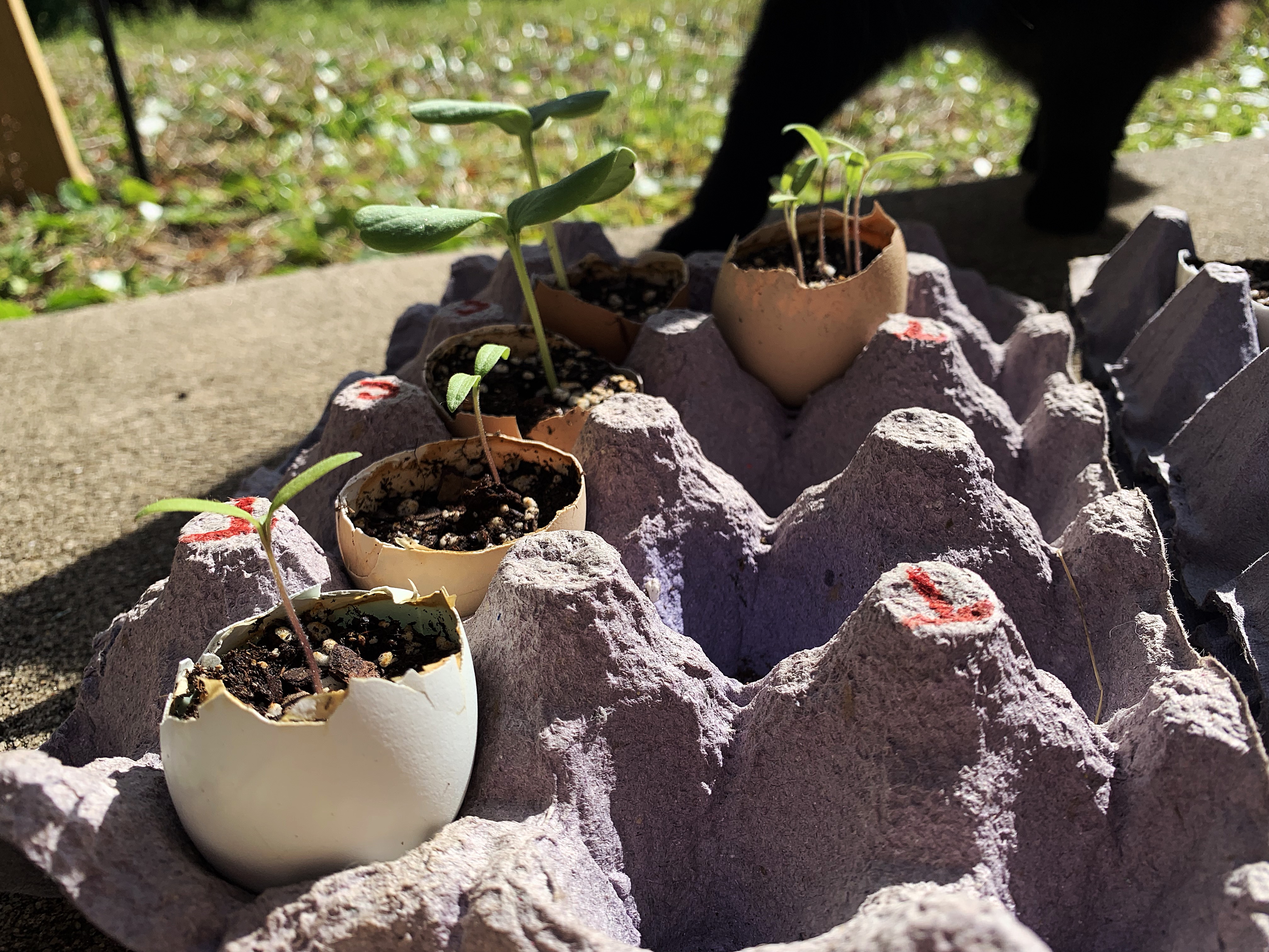 planting seeds in eggshells