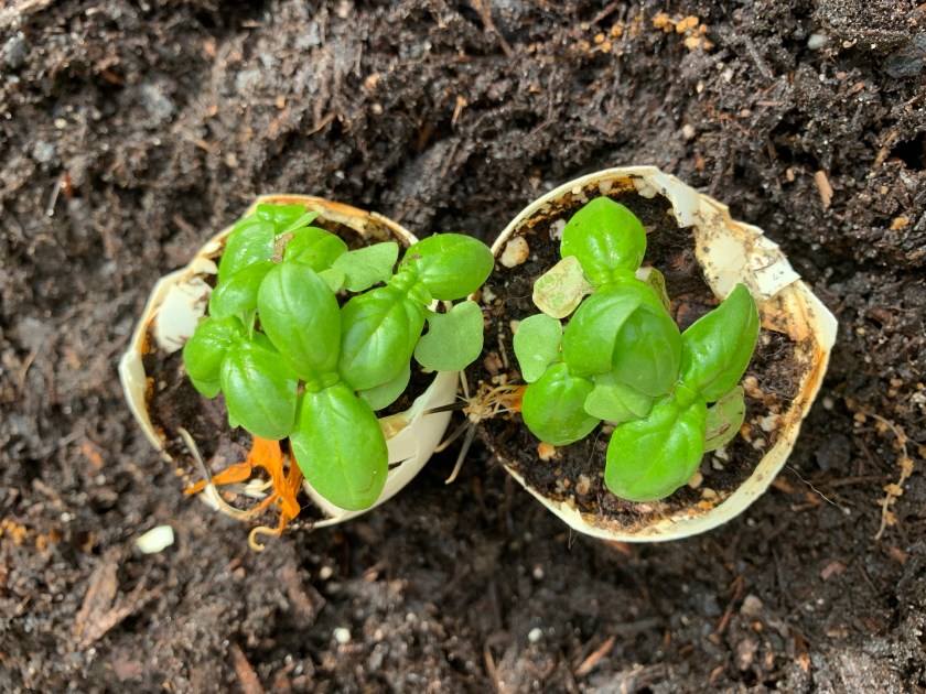 Little basil seedlings
