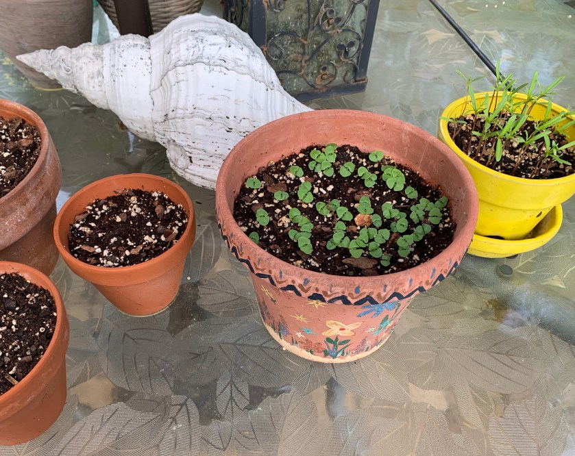 potted herbs and flowers