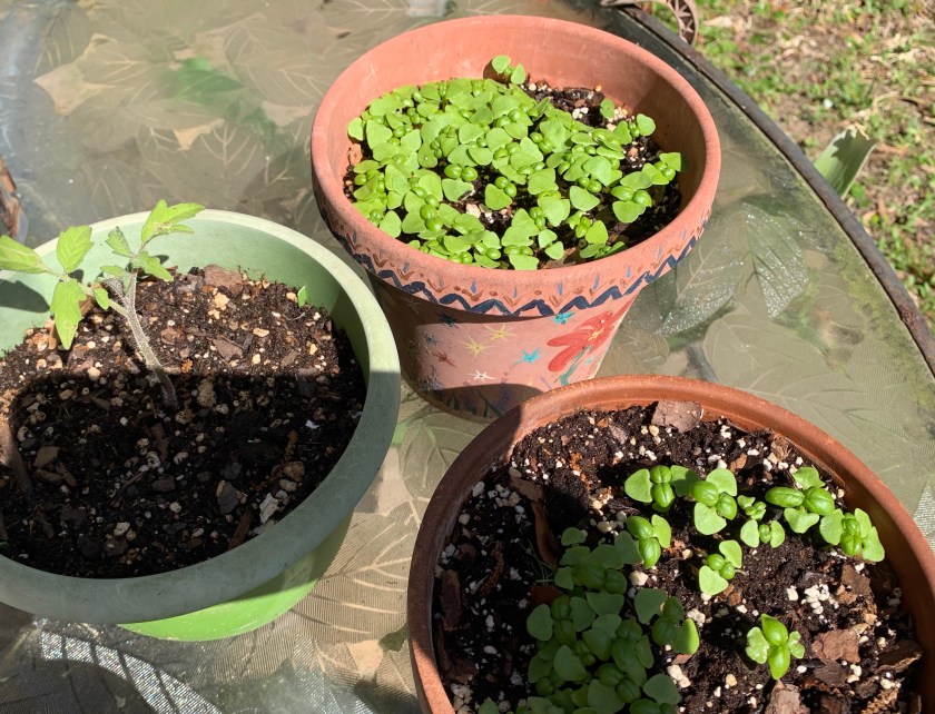 Crowded basil growing in a pot