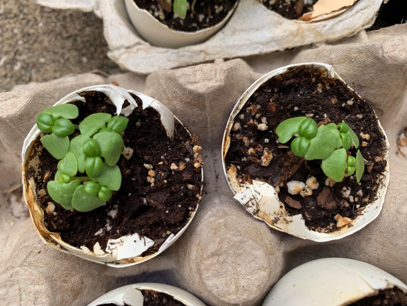 Basil seedlings in eggshells