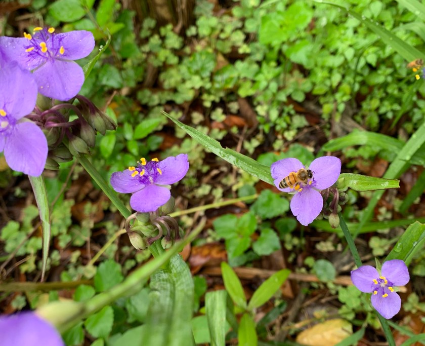 Bee on spiderwort flowers