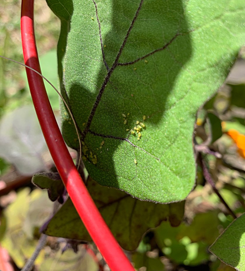 aphids