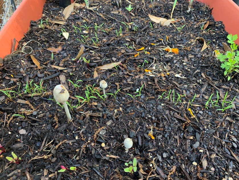 carrots and beets growing