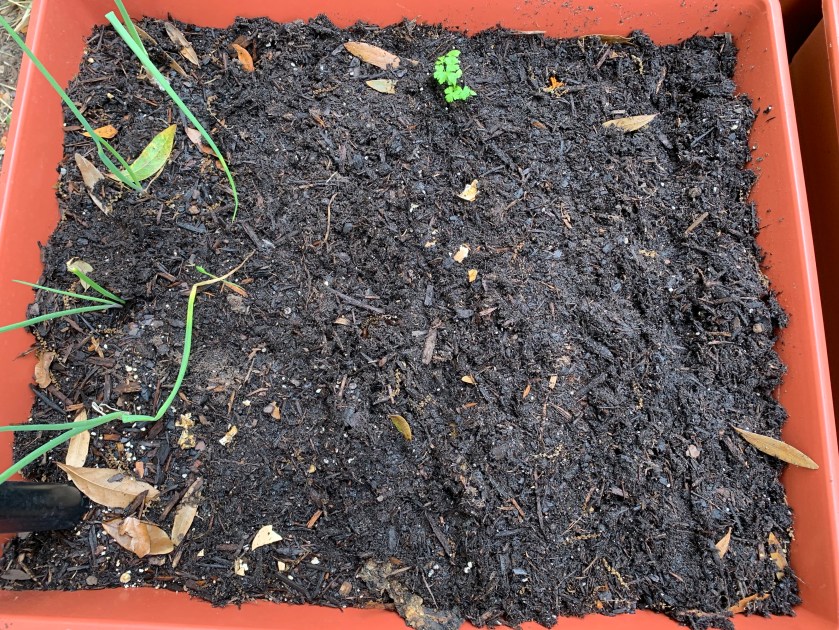 Carrot and beet seeds planted in grow box
