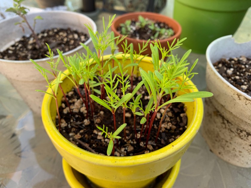 Cosmos seedlings in yellow pot
