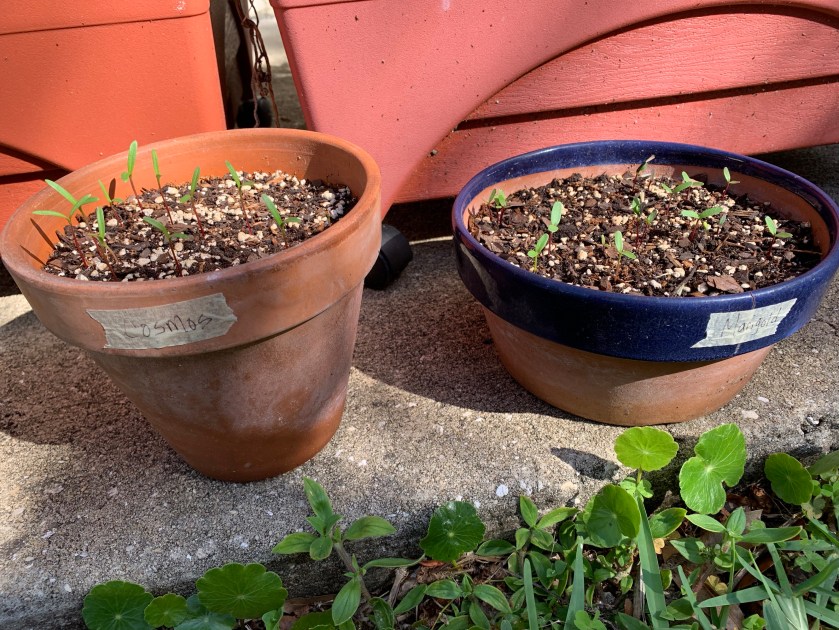 Clay pots with cosmos and marigold seeds