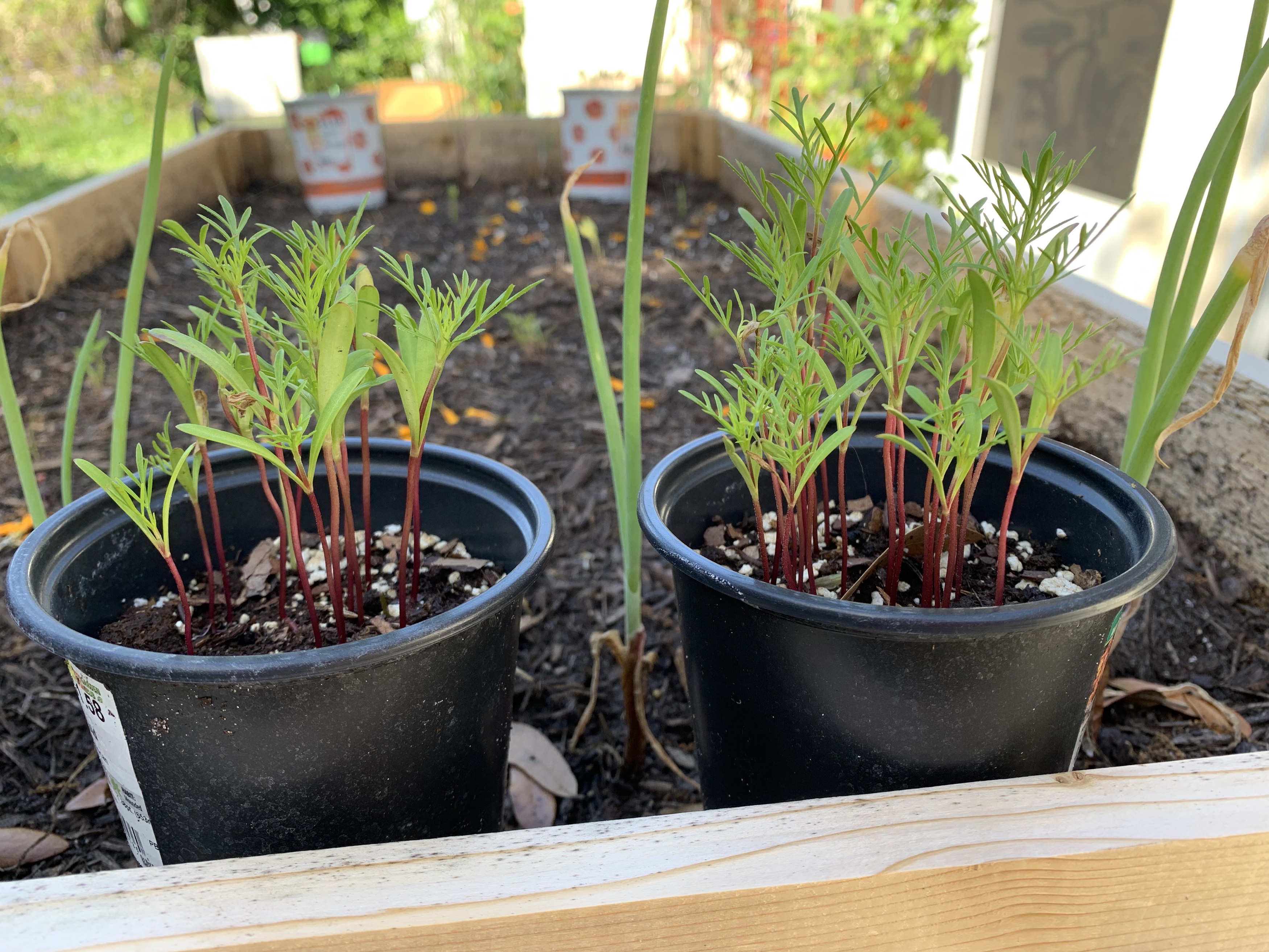 Cosmos seedlings