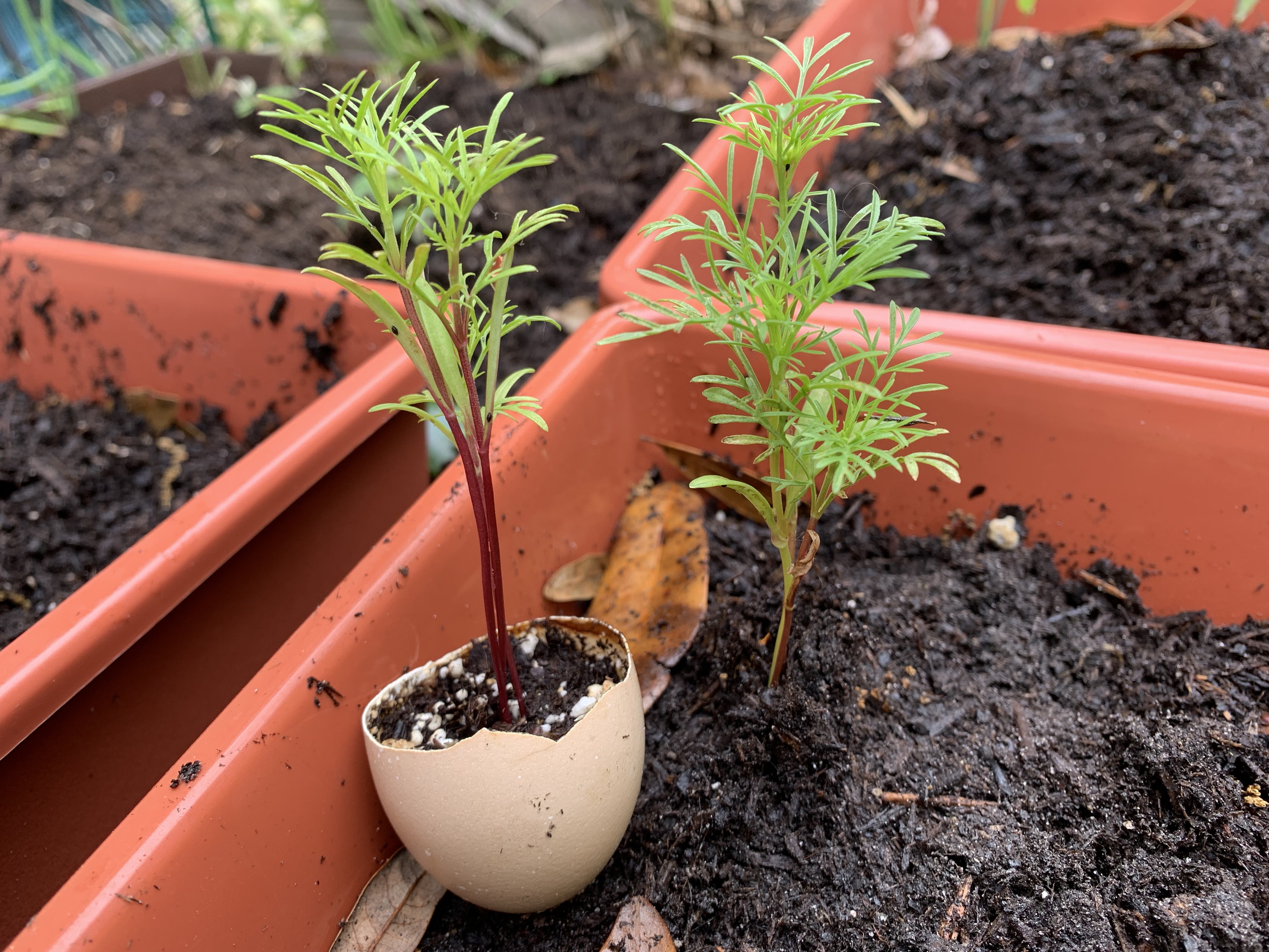 Cosmos seedlings coming out of the egg shell