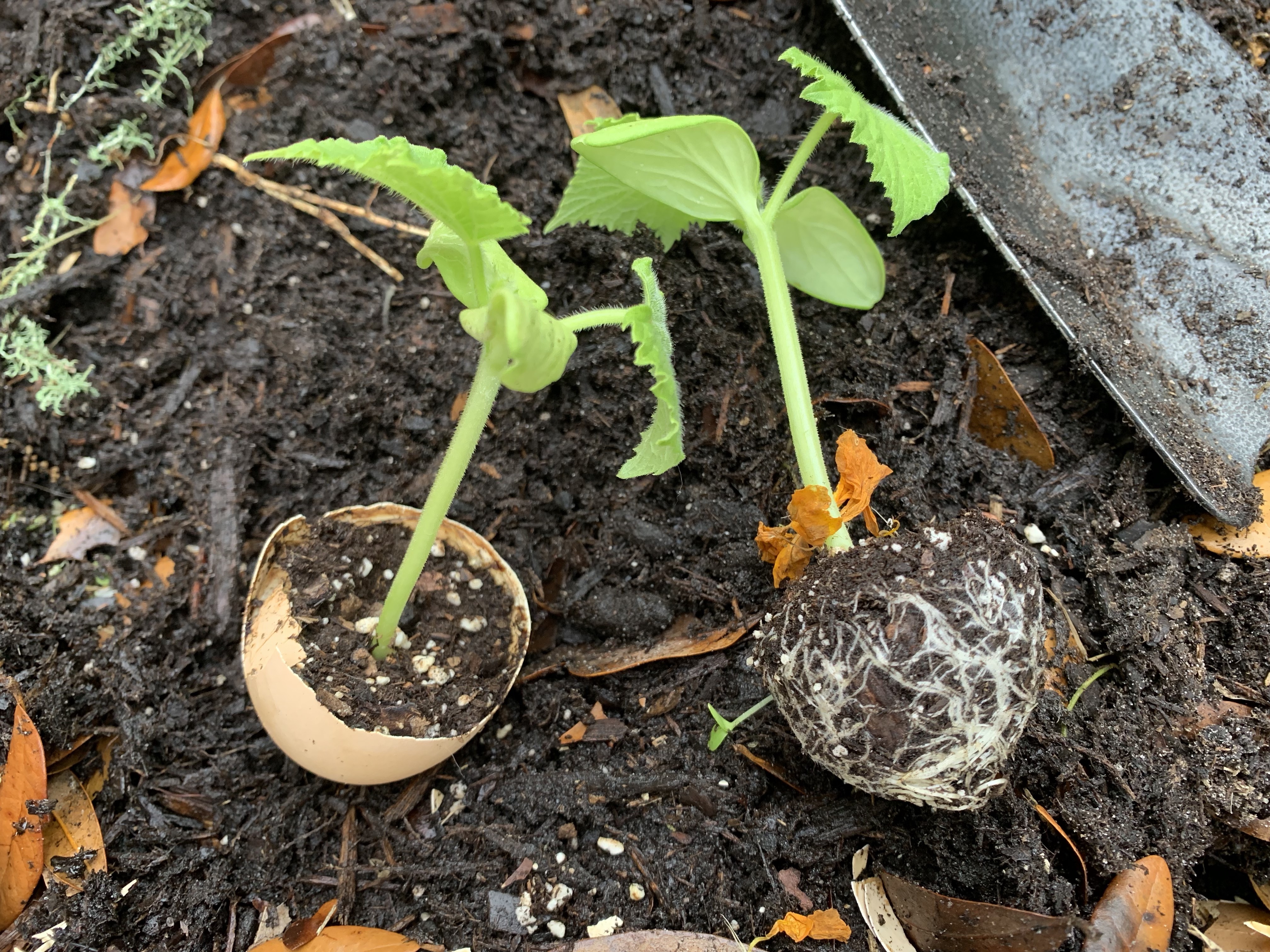 Cucumber seedlings going into the ground.