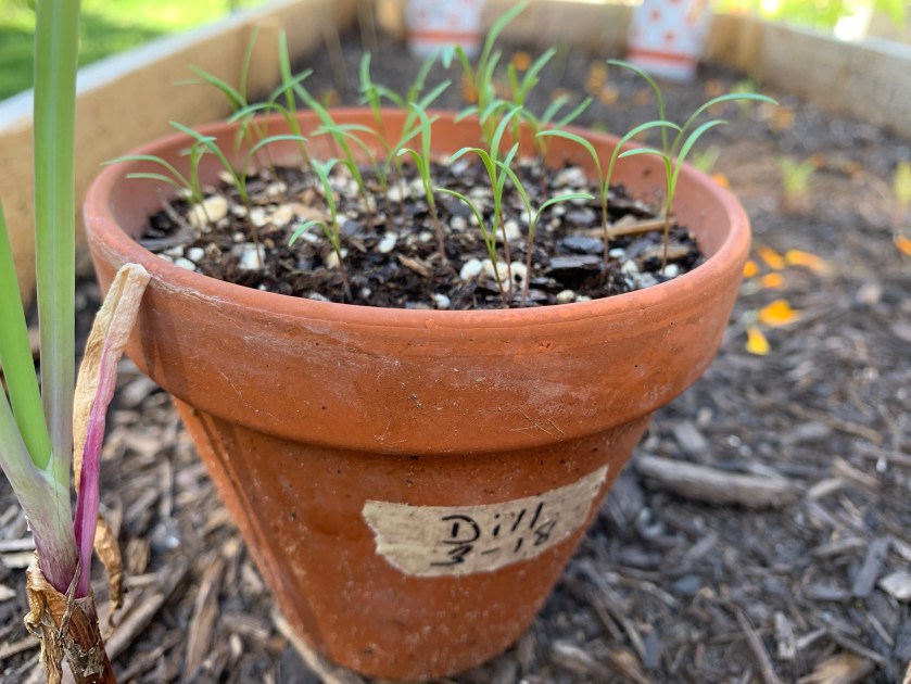 Dill seeds sprouting in a pot