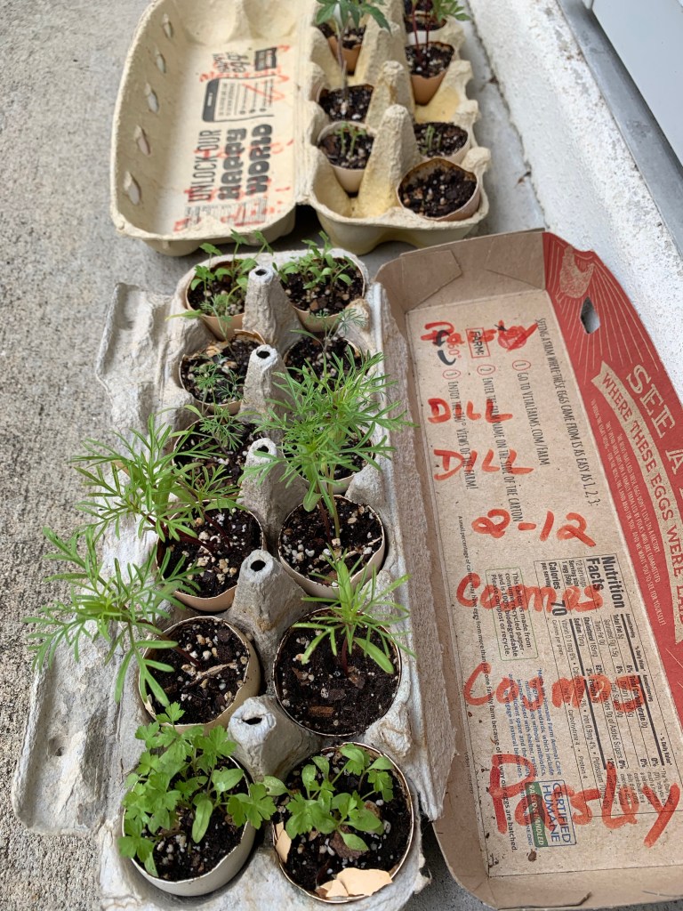 Seedlings growing in eggshells