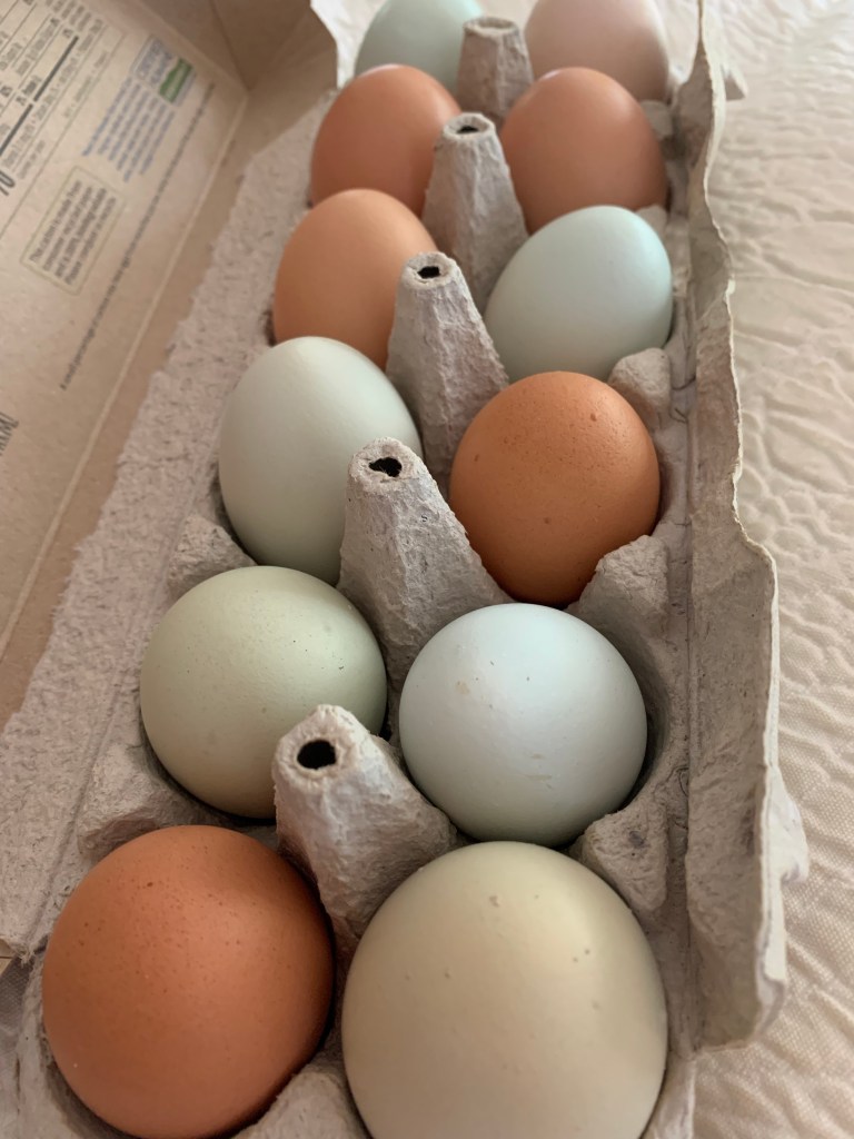 free range chicken egg colors