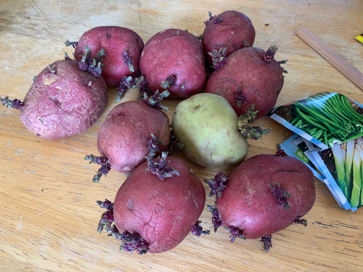 Planting Potatoes in a Container&nbsp;Garden