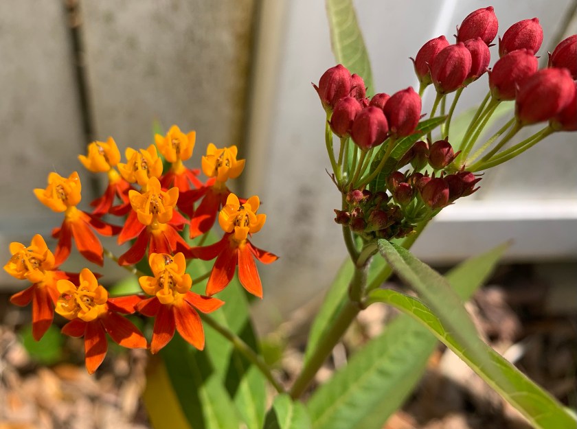 orange butterfly weed flower