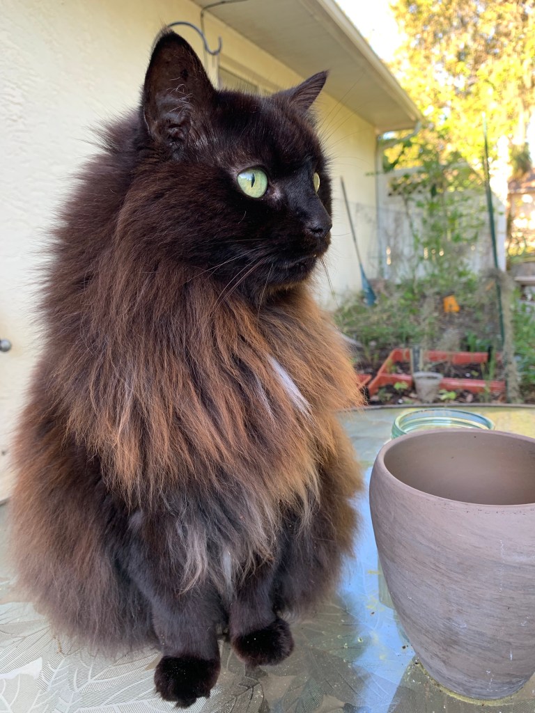 black cat, medium long hair