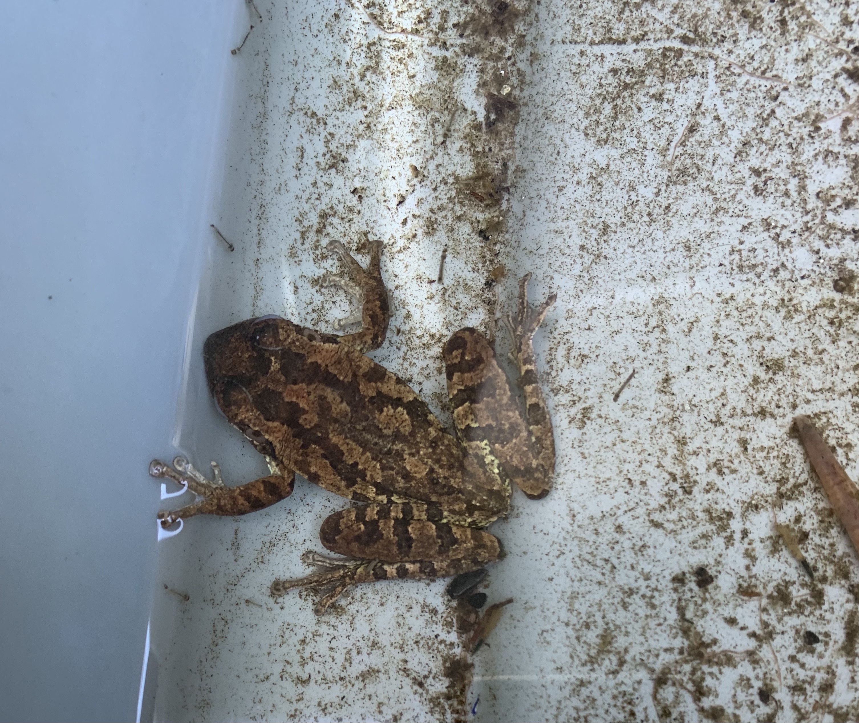 Florida water frog - chorus frog