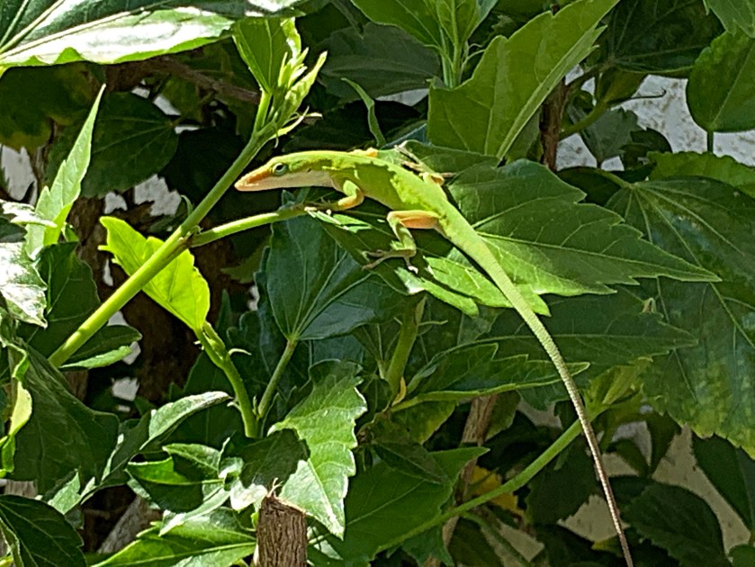 green anole lizard