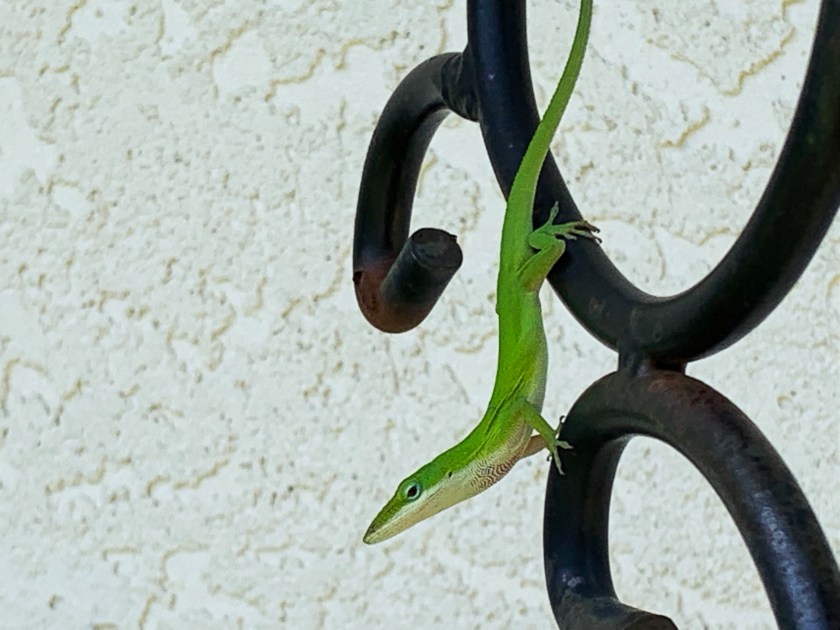 green anole lizard