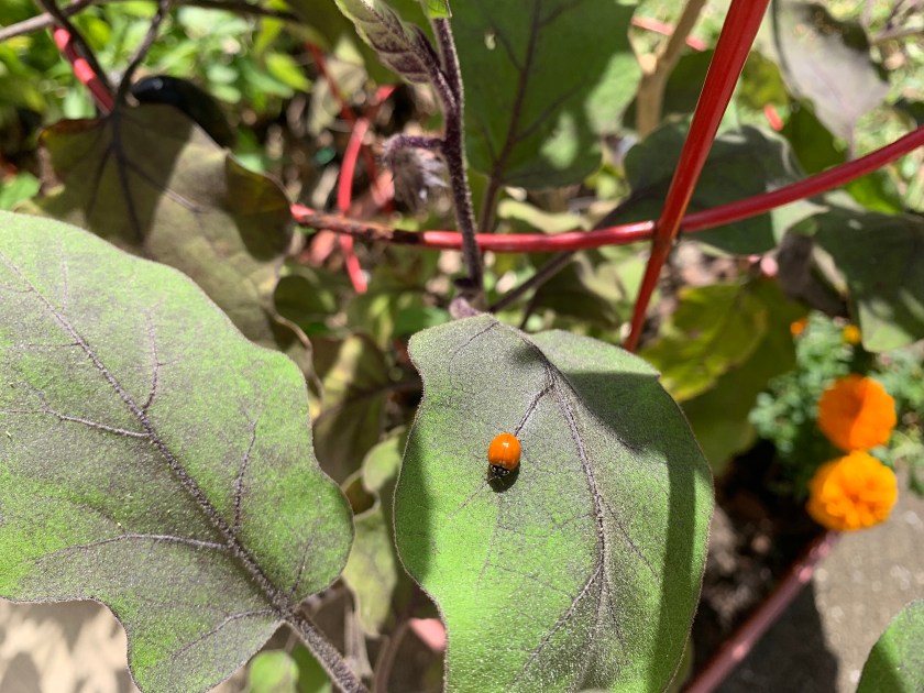 Orange ladybug