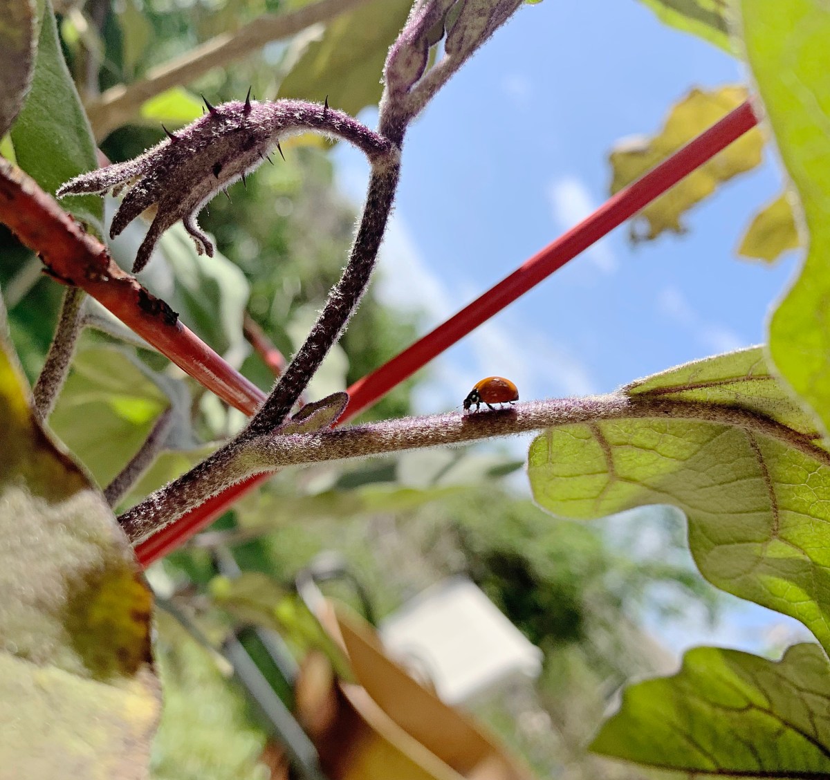Lady bug on eggplant