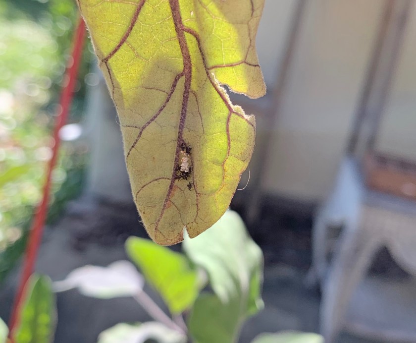 Ladybug eggs hatching into black larvae
