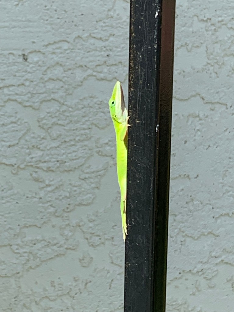 bright green anole lizard