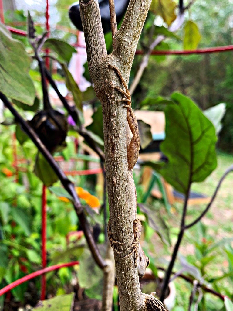 Brown lizard on stem of eggplant