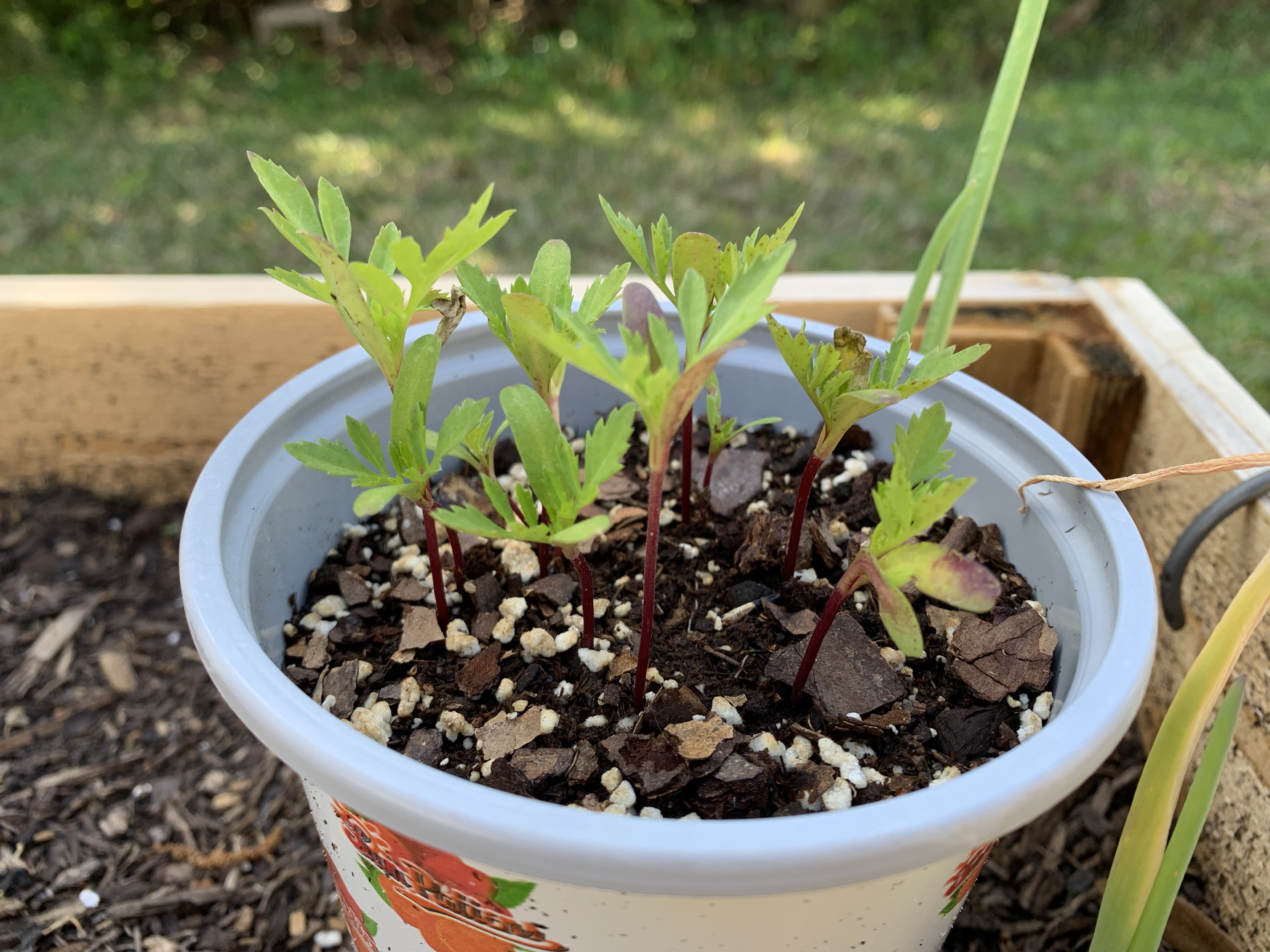 Marigold seedlings