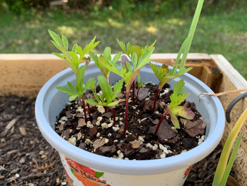 Marigold seedlings