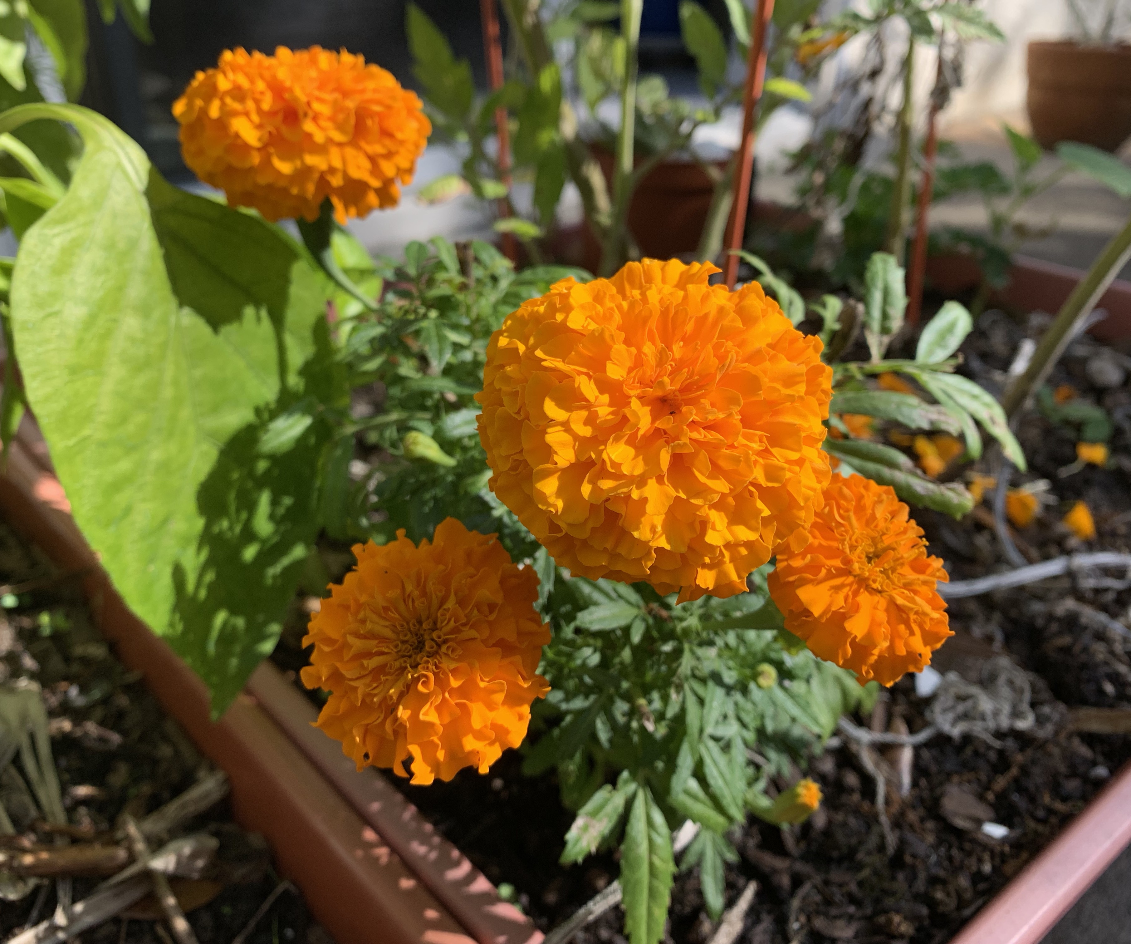orange marigold