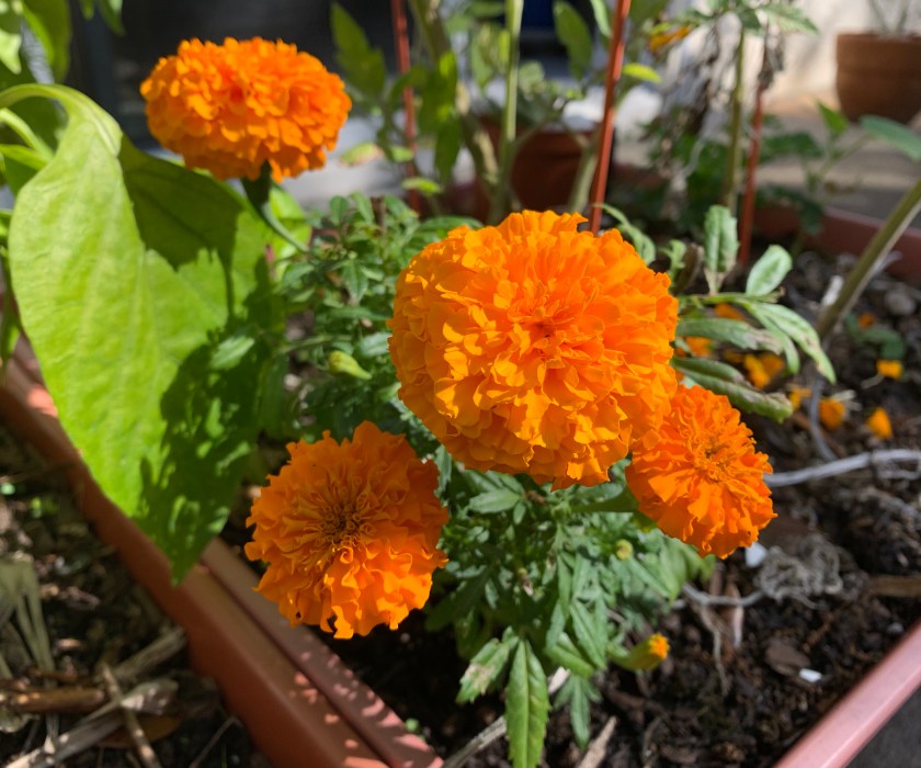 orange marigold