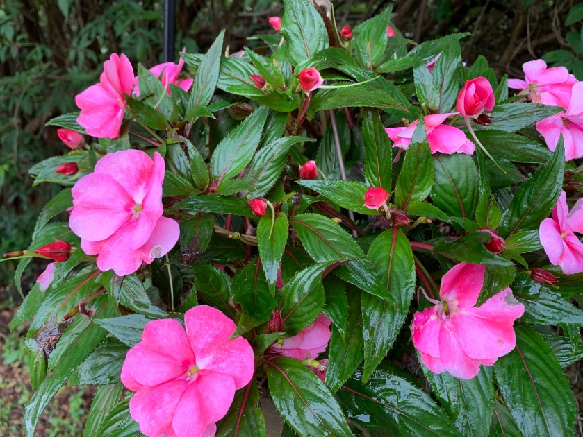 New Guinea impatien hanging plant