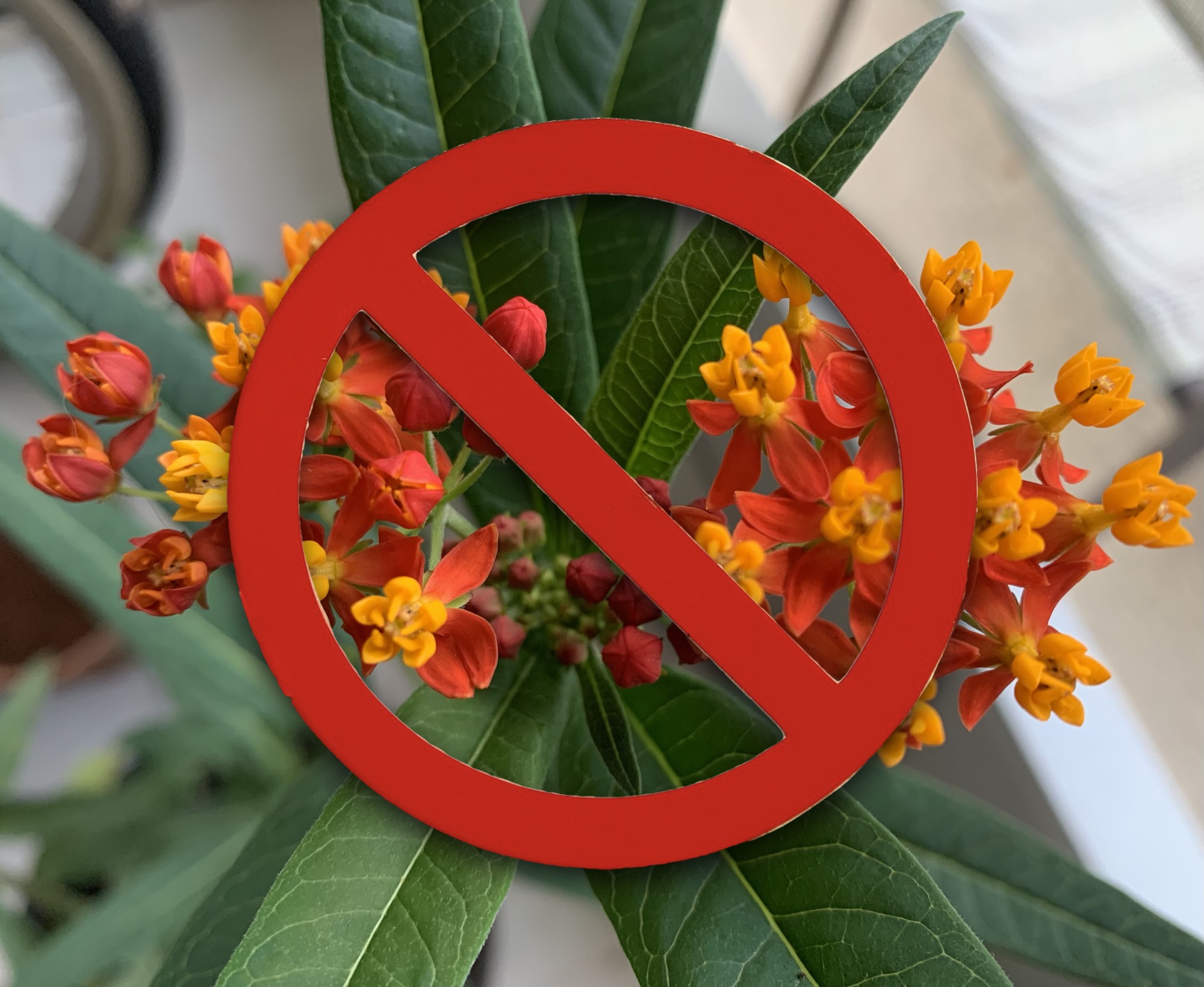 no to tropical milkweed